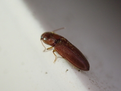 Glyphonyx bimarginatus