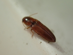 Glyphonyx bimarginatus