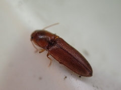 Glyphonyx bimarginatus