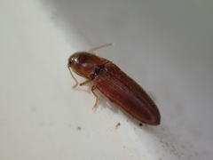 Glyphonyx bimarginatus