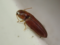 Glyphonyx bimarginatus