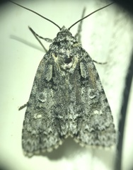 Acronicta increta