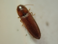 Glyphonyx bimarginatus