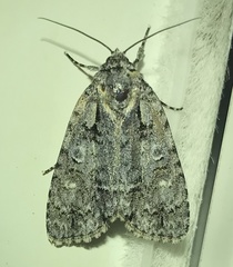 Acronicta increta