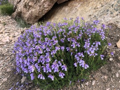 Penstemon fruticosus