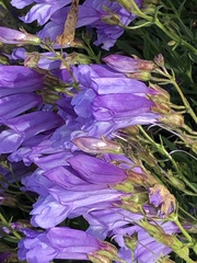 Penstemon fruticosus