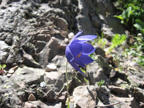 Image of Aquilegia glandulosa by no rights reserved