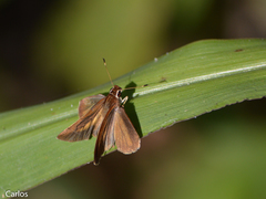 Synapte pecta