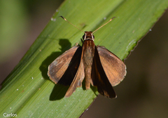 Synapte pecta