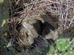 Toxostoma curvirostre