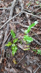 Berberis negeriana