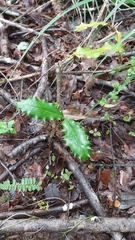 Berberis negeriana