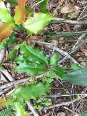 Berberis negeriana