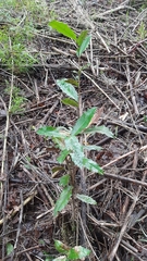 Berberis negeriana