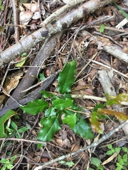 Berberis negeriana