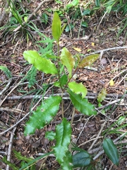 Berberis negeriana