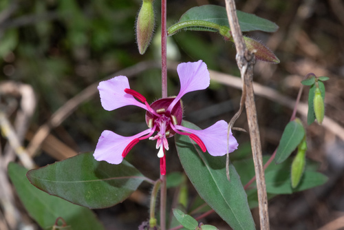 Clarkia unguiculata