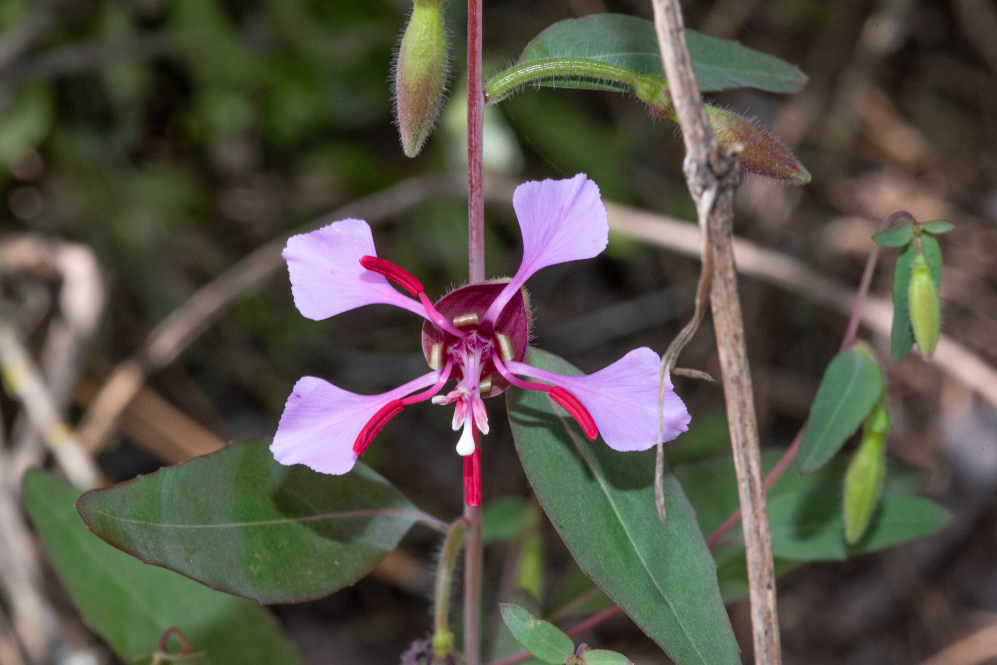 Clarkia unguiculata