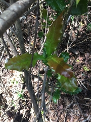 Berberis negeriana