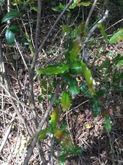 Berberis negeriana