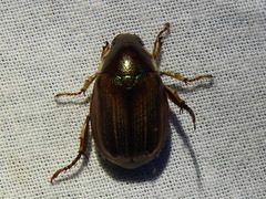 Callistethus marginatus
