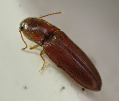 Glyphonyx bimarginatus