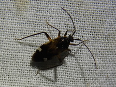 Eustictus