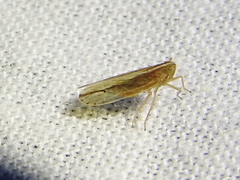 Stenocranus dorsalis