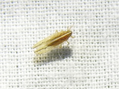 Stenocranus dorsalis