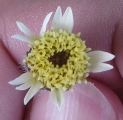 Tridax procumbens image