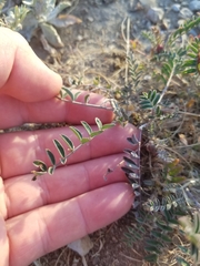 Astragalus trichopodus antisellii