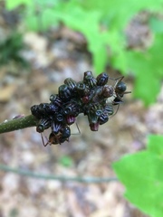 Callirhytis quercusgemmaria