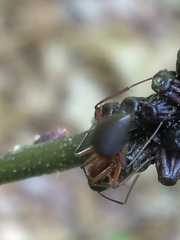 Callirhytis quercusgemmaria