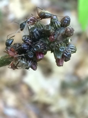 Callirhytis quercusgemmaria