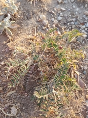 Astragalus trichopodus antisellii