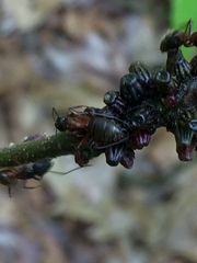 Callirhytis quercusgemmaria