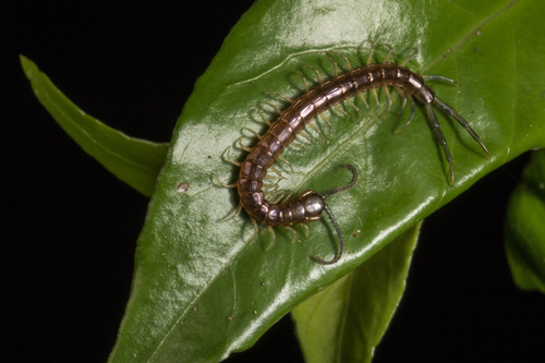 New Zealand giant centipede photo 5