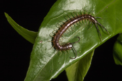 Cormocephalus rubriceps