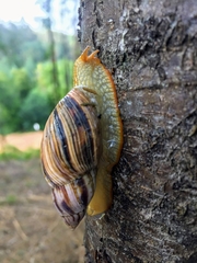 Plectostylus araucanus