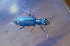 Cordylepherus sibiricus