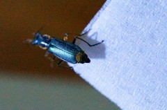 Cordylepherus sibiricus