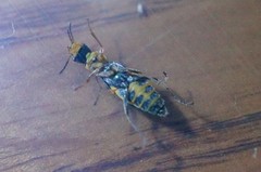 Cordylepherus sibiricus