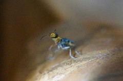 Cordylepherus sibiricus