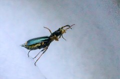 Cordylepherus sibiricus