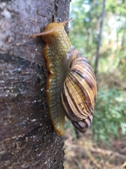 Plectostylus araucanus