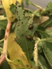 Tyloderma nigromaculatum