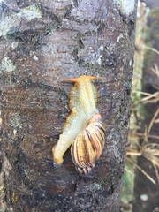 Plectostylus araucanus