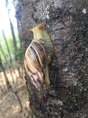 Plectostylus araucanus