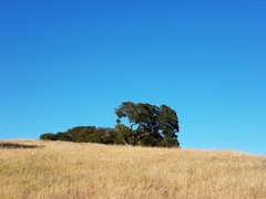 Quercus agrifolia agrifolia