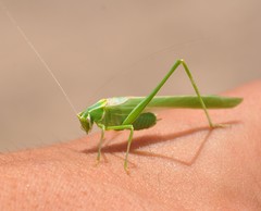 Insara elegans consuetipes